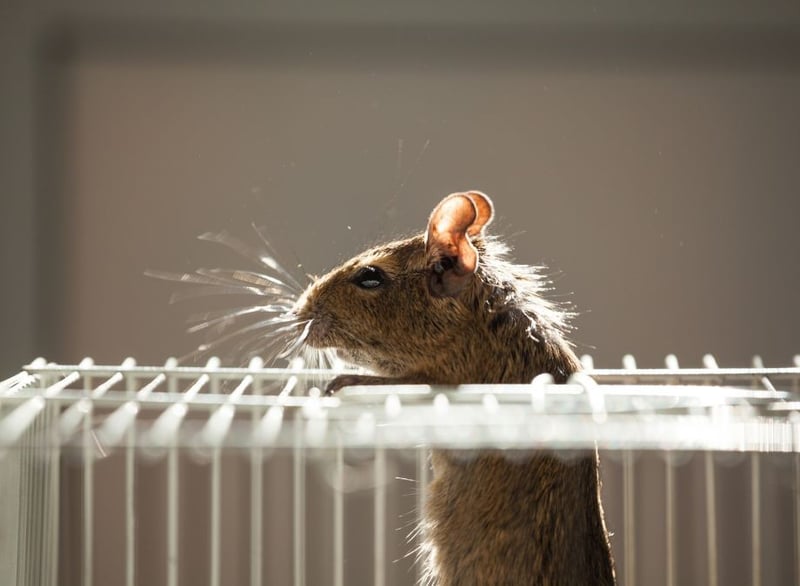 Eco Smart Pest Control Publishes Seasonal Rodent Prevention Guide for Johannesburg Food Service Businesses