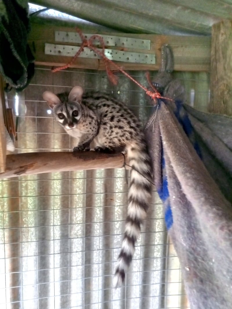 Genets transition to the wild at Vergelegen