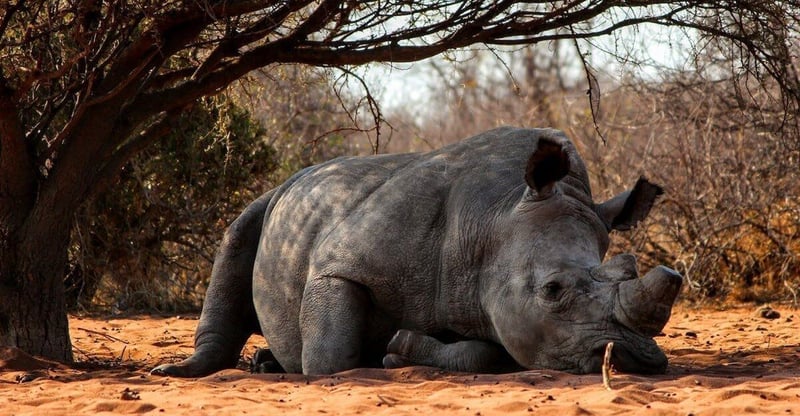 Sustained Pressure On Sa Rhino Populations