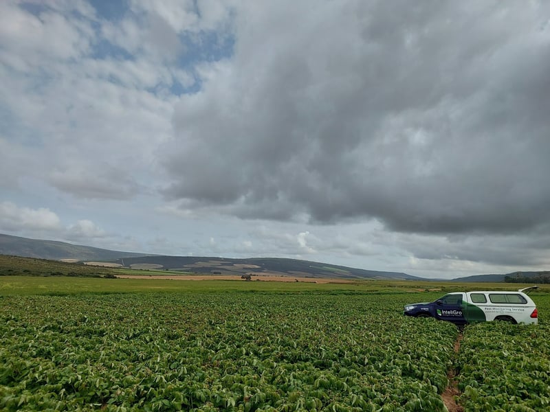 Potato farmers benefit from expansion of potato tuber moth monitoring project