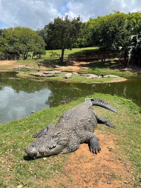 Crocworld Conservation Centre Shares 9 Fascinating Facts About Its Crocodiles
