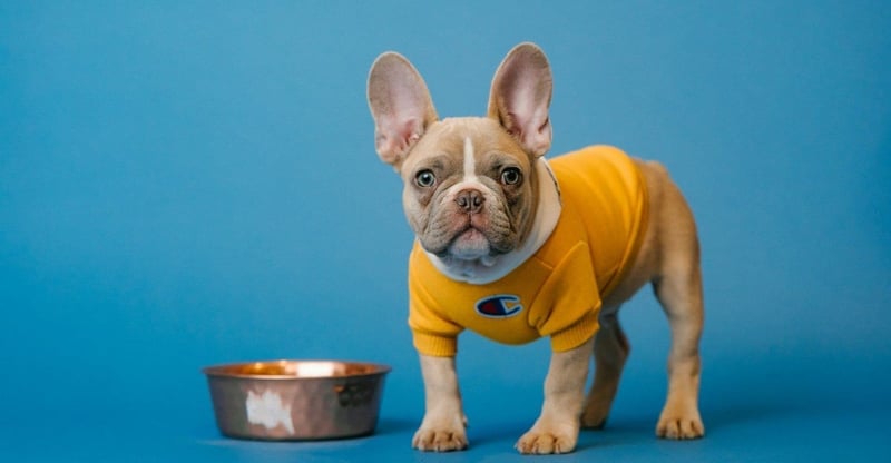 RCL Foods Issues Nationwide Recall Of Selected Pet Food Brands Following Safety Concerns