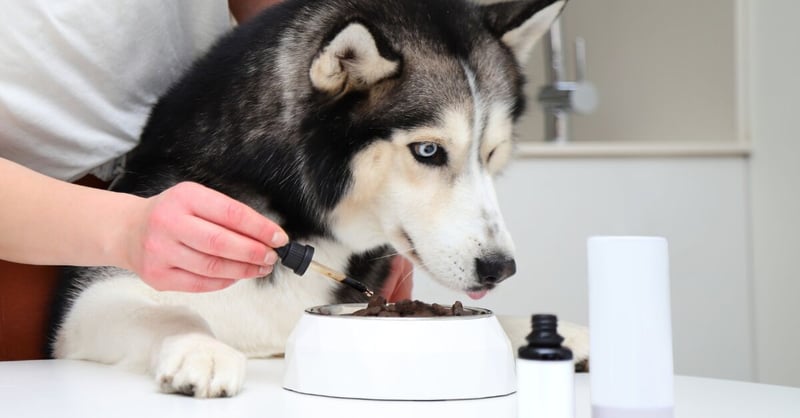 The Dog Supplement Revolution - What Every Owner Needs to Know
