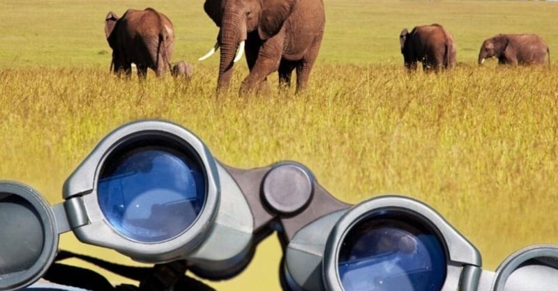 Kosher Safaris - Embark on an Unforgettable Adventure