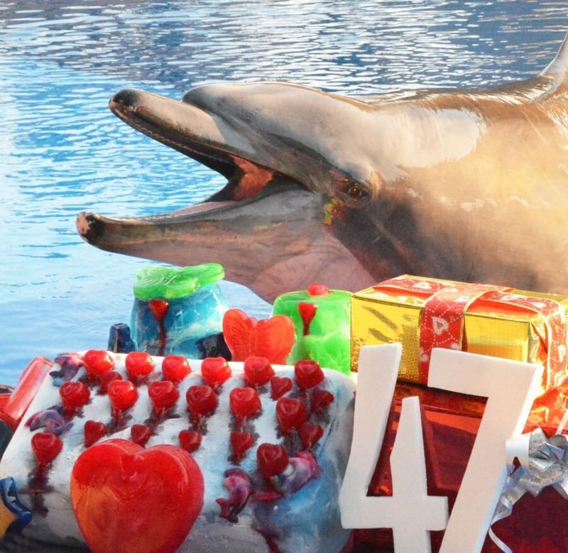 CELEBRATING A VERY SPECIAL DOLPHIN