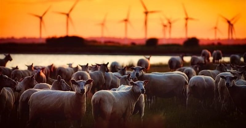 Smallholder Flocks Face Rising Disease, Pasture Loss and Lamb Mortality as Weather Patterns Shift