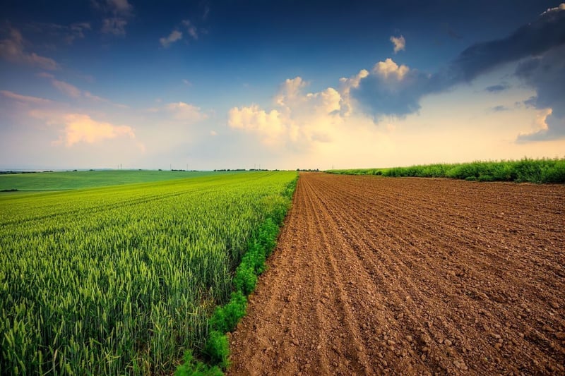 Soil - where food begins