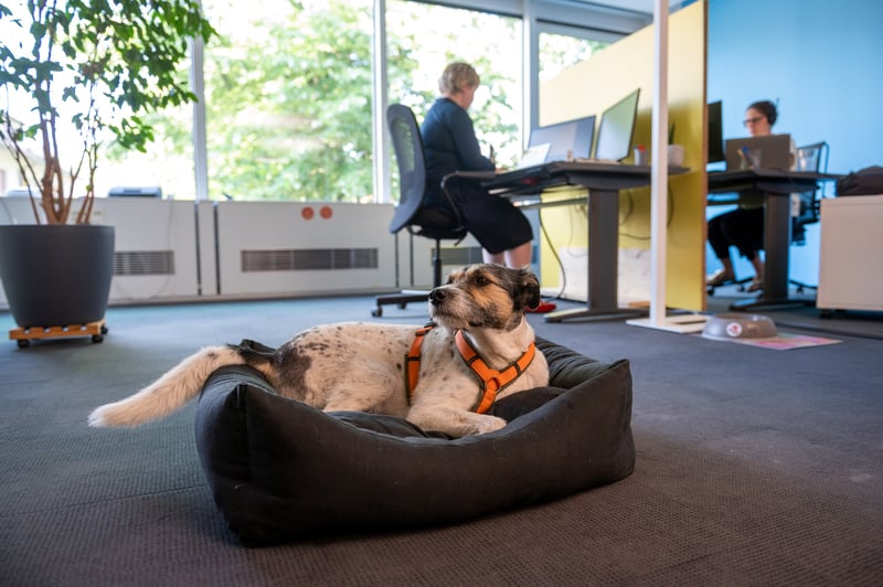 A Thoughtful Approach to Take Your Dog to Work Day