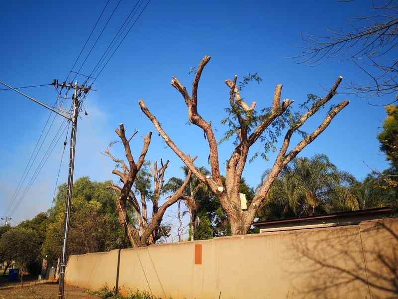 Caring for trees this winter