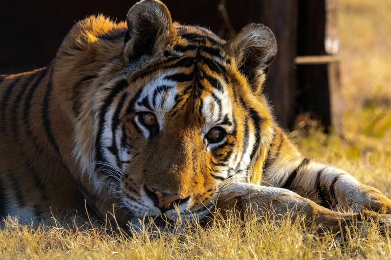 Hope After Hardship - LIONSROCK Celebrates Sandro’s Rescueversary