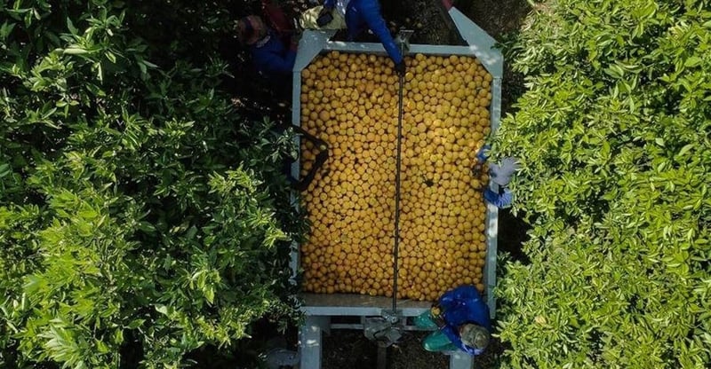 Tiger Brands Secures 100% Local Orange Supply For Oros For Second Consecutive Season