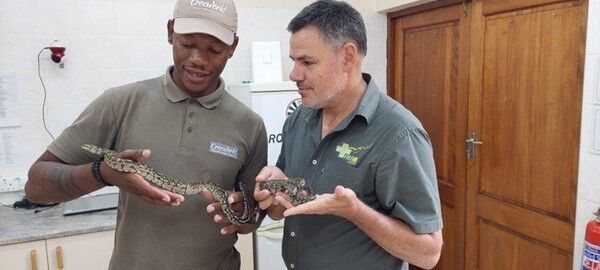 Crocworld - Raised Pythons Released into the Wild