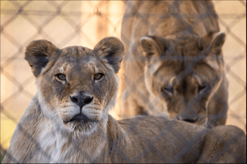 Tomoyo and Illiana - From the Circus to Sanctuary