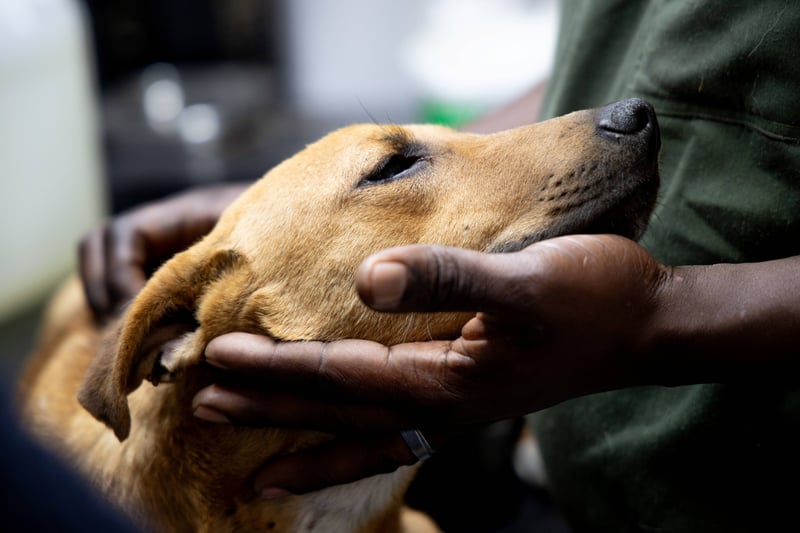 World Kindness Day - Mzansi Asked to Show Compassion for All Animals