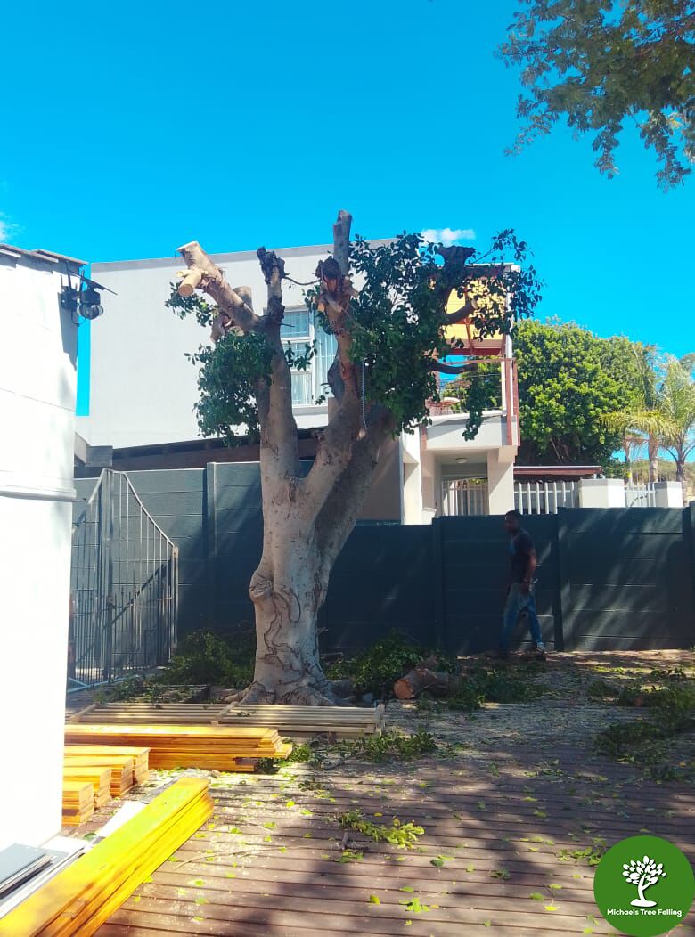 Tree Felling in Cape Town - Michael’s Tree Felling Trains Staff to Safely Handle Polyphagous Shot Hole Borer–Infested Trees