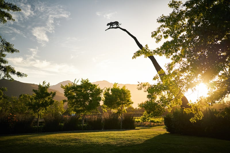 Summer Announcement - The Sunset Smooth Series at Leopard's Leap