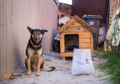 134 Dogs to Receive Life-Changing Kennels This Mandela Day