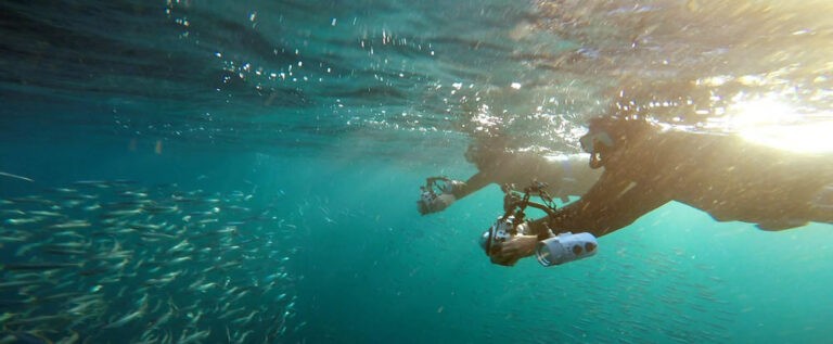 Oceans Africa Announces 2026 Sardine Run Packages - Dive Into South Africa’s Greatest Ocean Spectacle