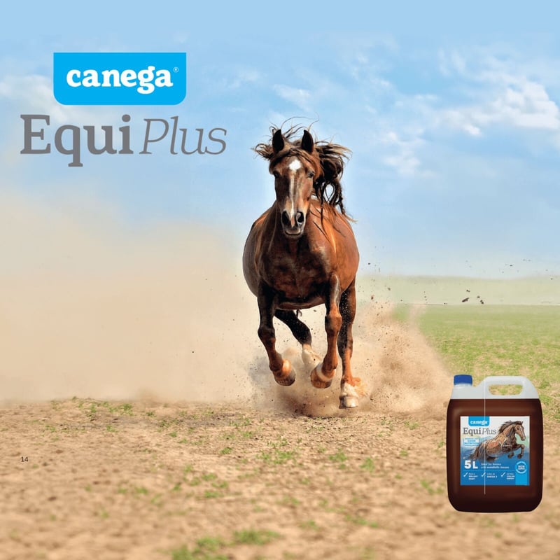 Winter Horse Care Handbook - Canega EquiPlus Releases Comprehensive Guide for South African Horse Owners