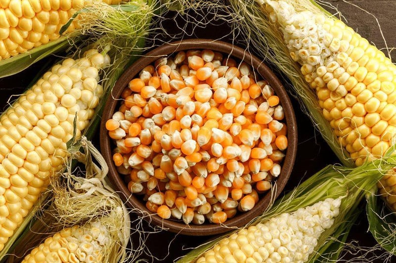 Investment Expands Eastern Cape Communal Maize Project by Sevenfold to 350ha