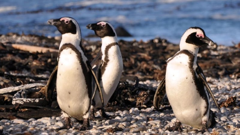 CapeNature And SANCCOB Lead Awareness Drive At Penguin Palooza To Safeguard African Penguins