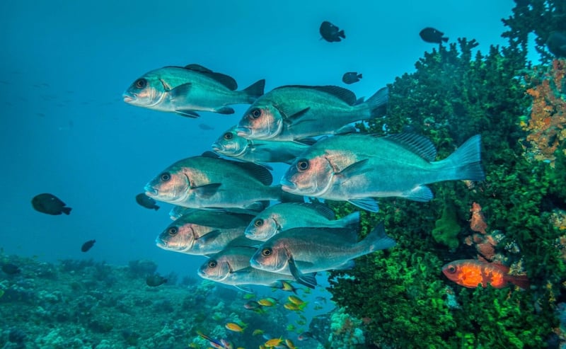 30x30 Countdown - With Four Years to Go, Are We on Track to Protect the Ocean?