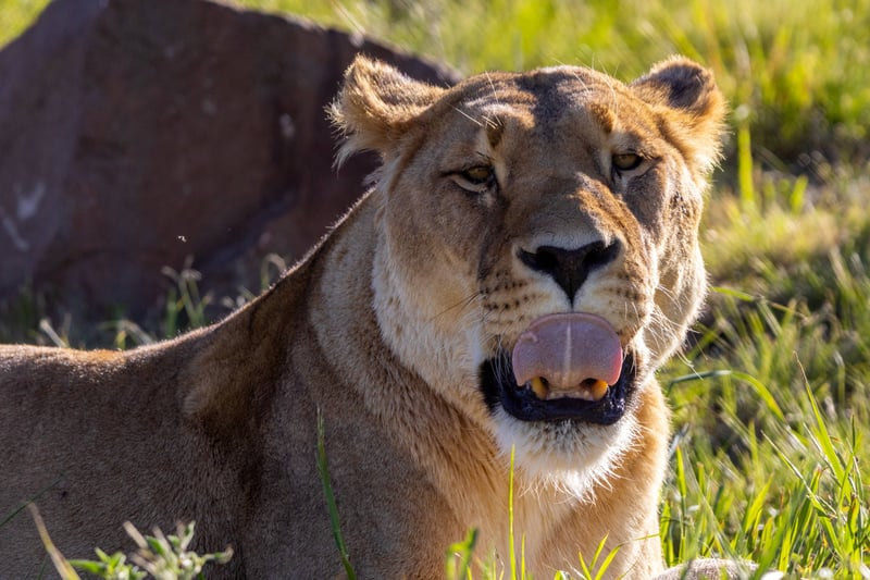 Three Lions, One Extraordinary Rescue -  Lubumbashi, Kalemi and Kolwezi Celebrate 16 Years of Sanctuary at LIONSROCK