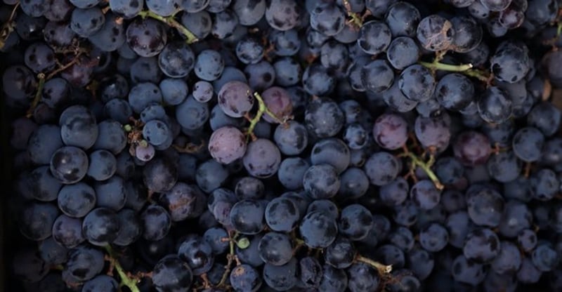 Italy And South Africa Finalise Work Plan For Export Of Italian Table Grapes