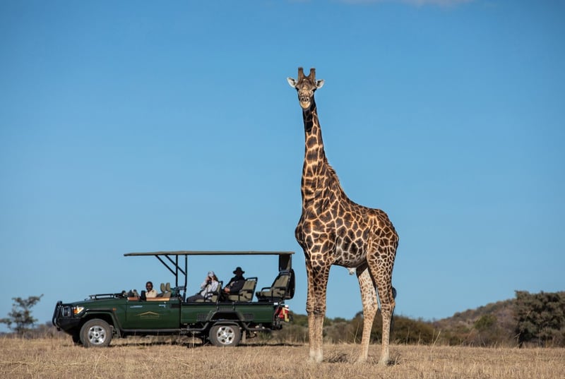 Not just one tall tale -  Giraffes revealed as four distinct species