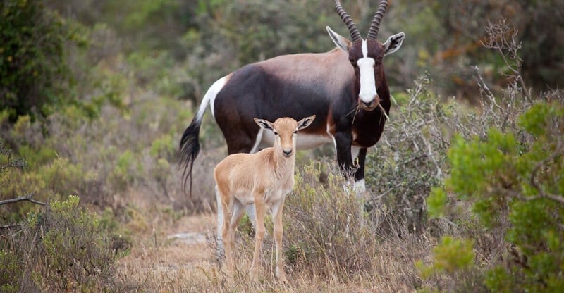 Capenature Unveils Insightful Report On Western Cape’s Conservation Status To Guide Sustainable Planning