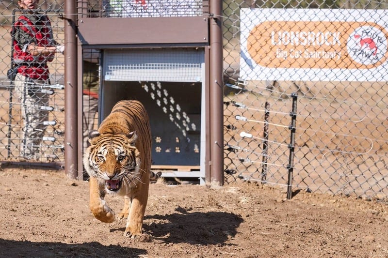 15 big cats rescued from Argentina arrive at Lionsrock Big Cat Sanctuary in South Africa