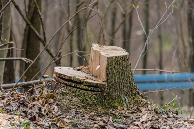 How to Choose Between Tree Felling Companies in Fourways - A Homeowner's Guide