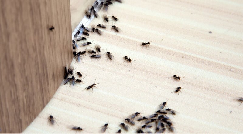 Effective Eco-Friendly Solutions for Controlling Ants in the Kitchen