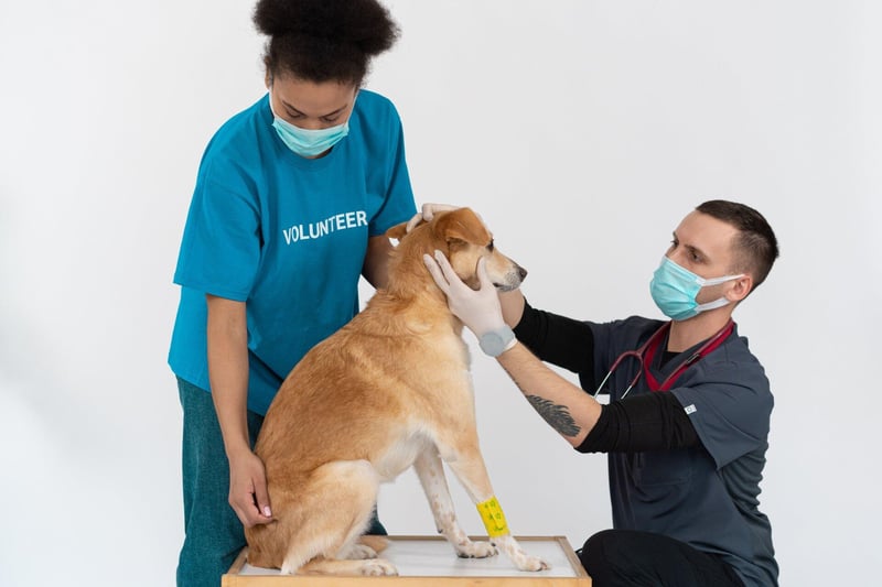 Peace of Mind is a Sure Thing - Why More South Africans Are Turning to Pet Insurance
