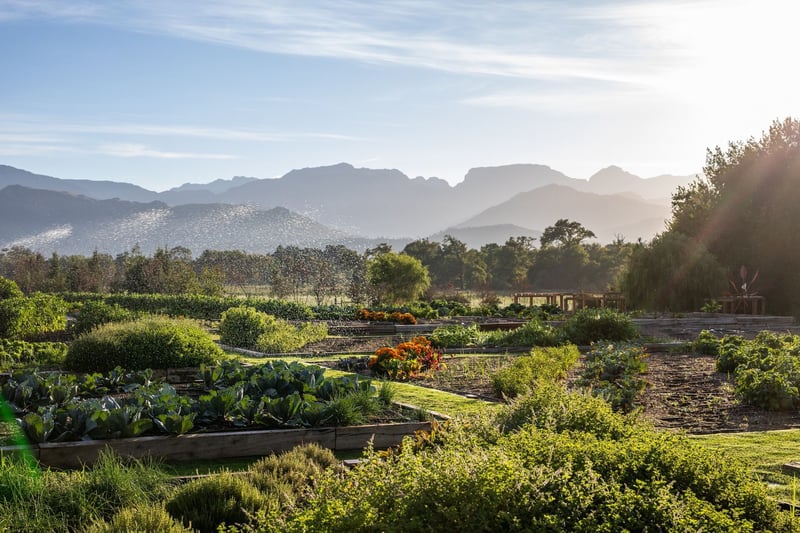 Sustainability blooms at Boschendal with launch of new Werf Food Garden