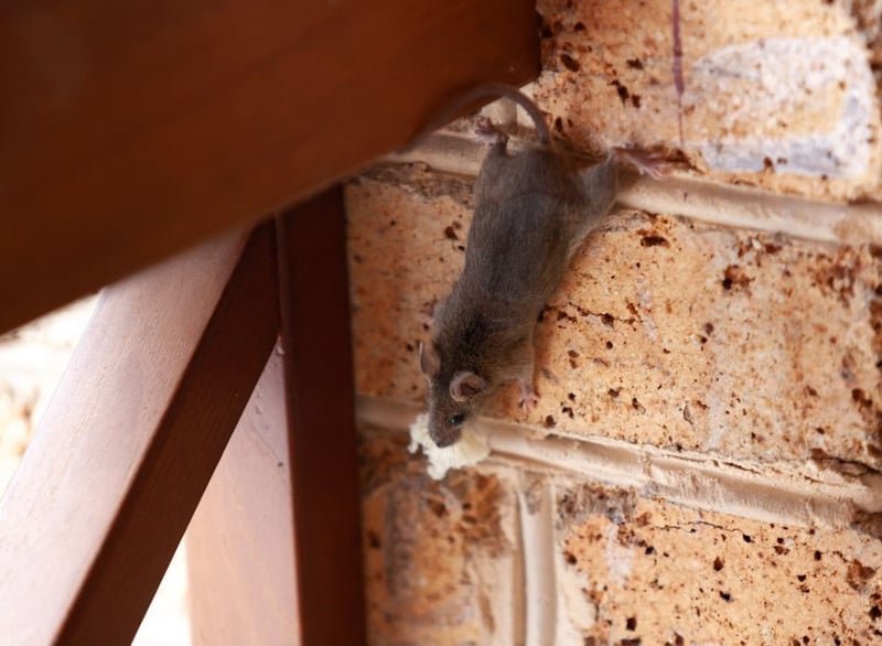 Eco Smart Pest Control Publishes Guide on Identifying and Resolving Ceiling Rat Activity in Johannesburg Homes