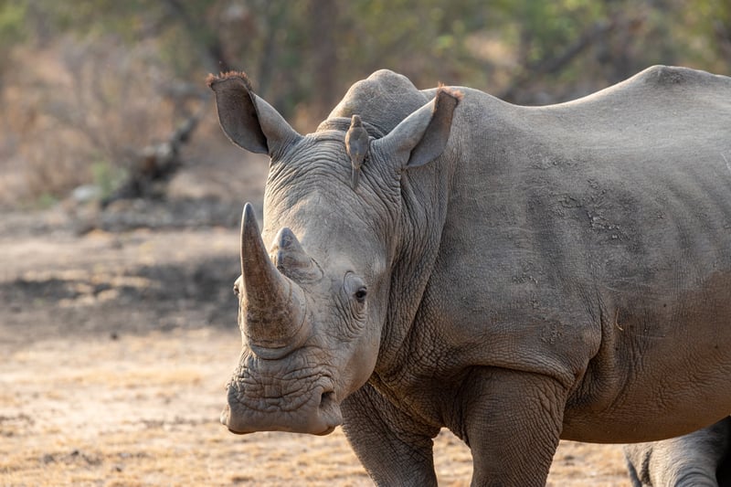 Why Winter Might Actually Be the Best Time to Go on Safari