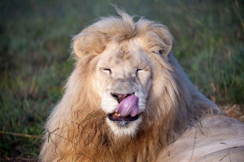 From Belgium to Bethlehem - White Lion Romeo Marks Rescueversary at LIONSROCK