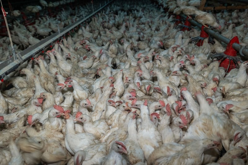 Factory Farming Fuels Climate Crisis and Animal Suffering, Warns FOUR PAWS