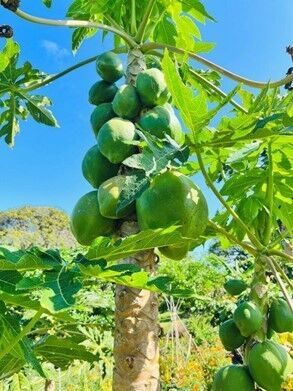 KZN South Coast’s Agri Tourism Route expanded to including an exciting new stop