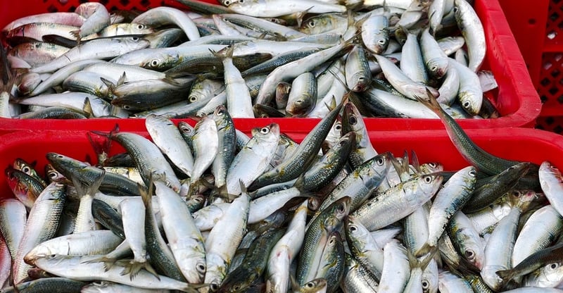 Minister Aucamp Announces Measures to Protect Over 5,000 Livelihoods in Sardine Sector