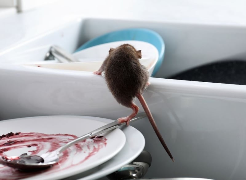 Eco Smart Pest Control Publishes Pest Prevention Guide for Johannesburg Food Service Kitchens