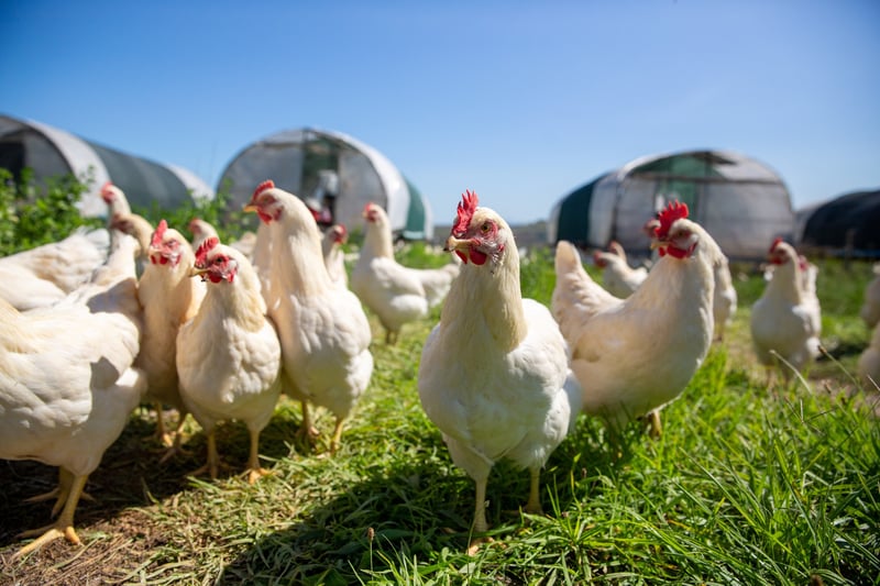 FOUR PAWS South Africa on avian influenza surges - Mass Killings Are Mere Symptom Control