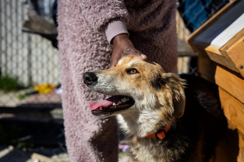 World Rabies Day 2025 -  ‘Act Now - You, Me, Community’