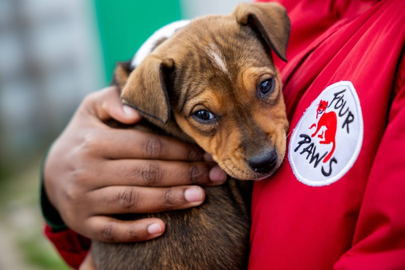 Celebrating the Unbreakable Bond - Dogs as Companions and Our Responsibility