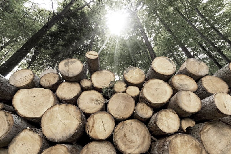 Timber prices are on fire, changing construction forever