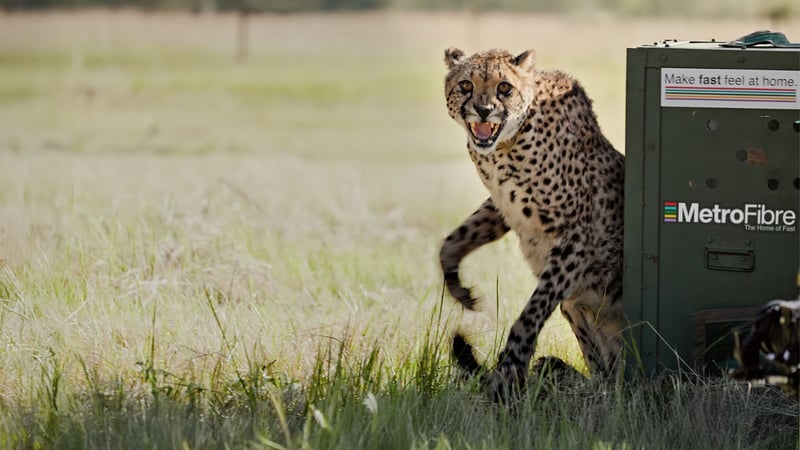 MetroFibre renews sponsorship of the Endangered Wildlife Trust's Cheetah Conservation Project