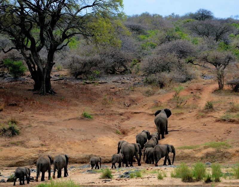 Limited-Time Opportunity to Experience Kruger’s Nyarhi Rustic Bush Camp with Stones Safaris