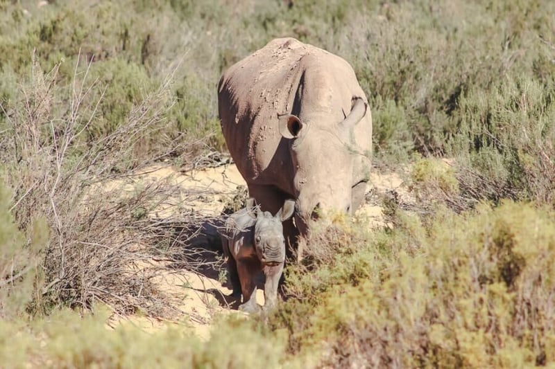 ONE YEAR ON - another baby rhino born at Aquila Private Game Reserve and Spa