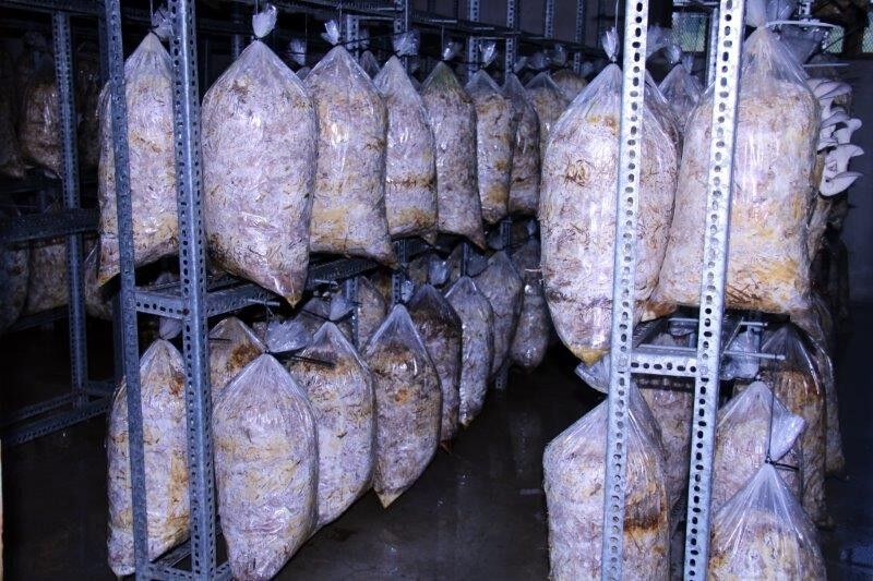 Growth of mushroom farm on the KZN South Coast shows now’s the time to invest in agriculture